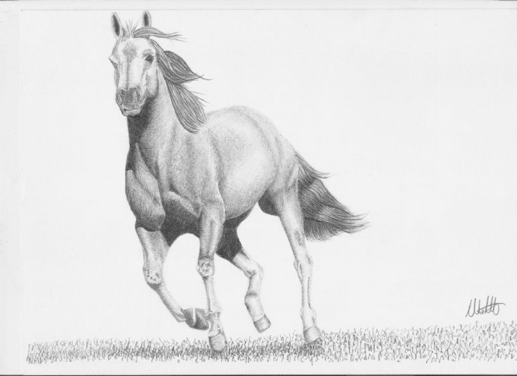 Disegno a matita-cavallo